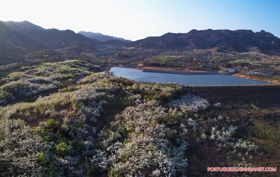 CHINA-HEBEI-PEAR BLOSSOM (CN)