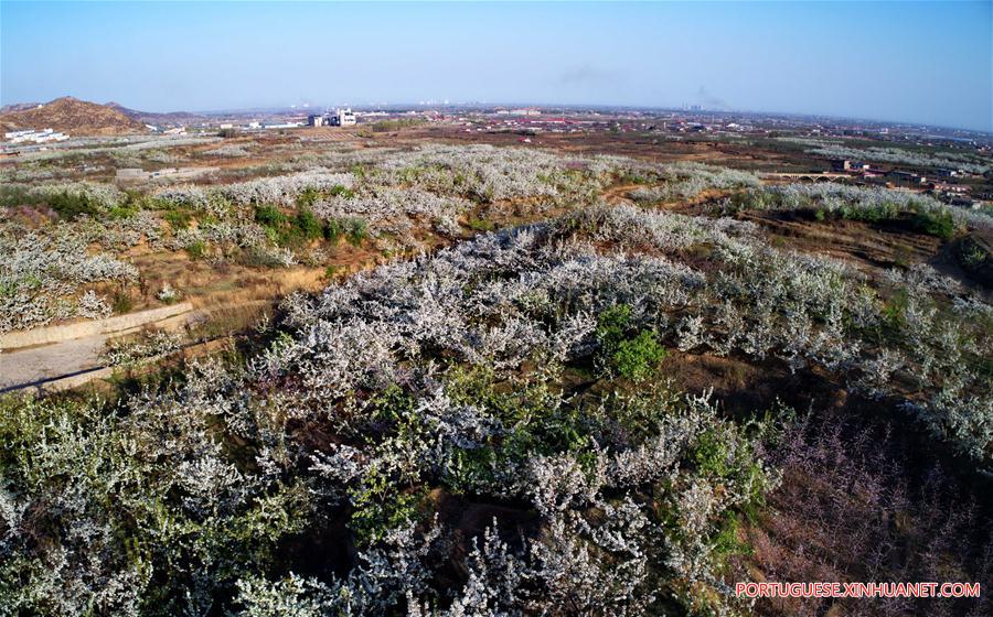 CHINA-HEBEI-PEAR BLOSSOM (CN)