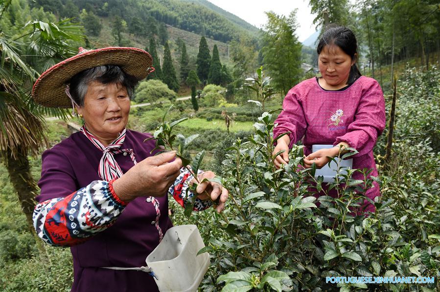 CHINA-FUJIAN-WUYI MOUNTAIN-BLACK TEA (CN)