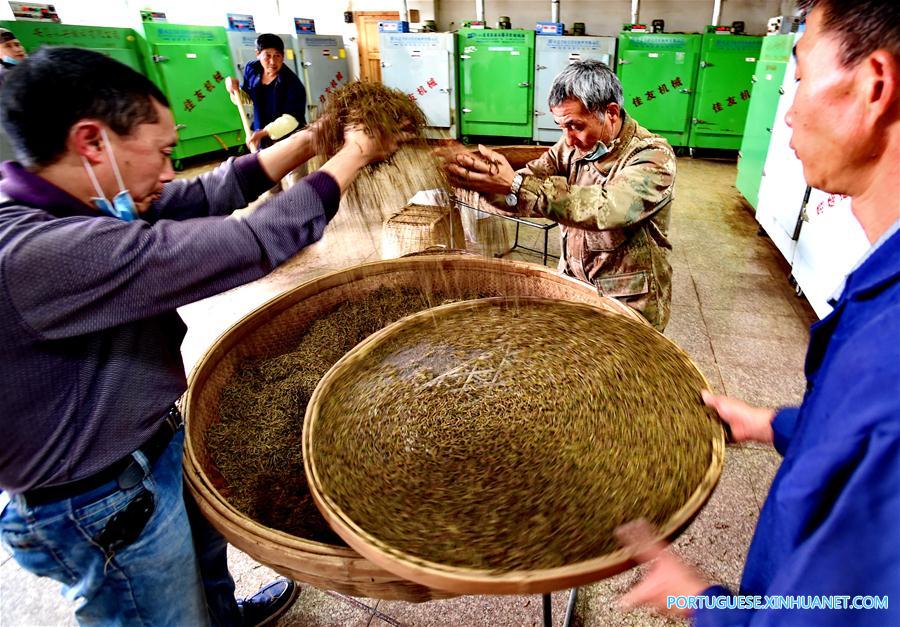 CHINA-FUJIAN-WUYI MOUNTAIN-BLACK TEA (CN)