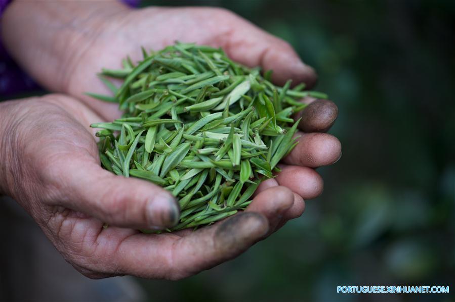 CHINA-FUJIAN-WUYI MOUNTAIN-BLACK TEA (CN)