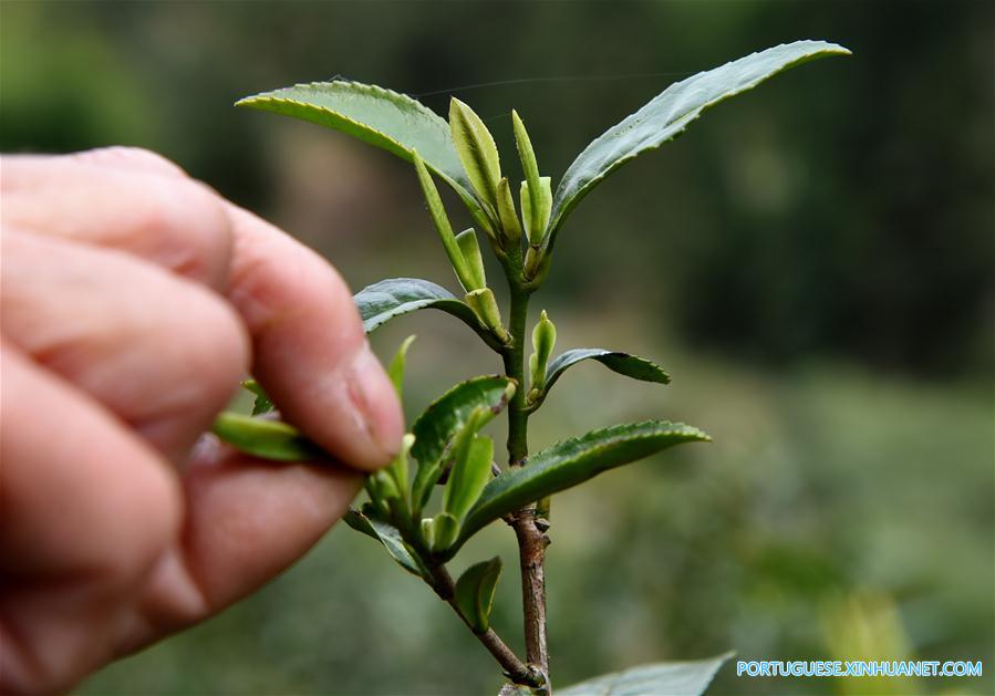 CHINA-FUJIAN-WUYI MOUNTAIN-BLACK TEA (CN)