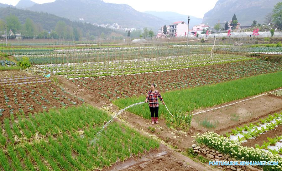 CHINA-GUIZHOU-GUYU-AGRICULTURE (CN)