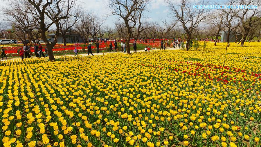 #CHINA-GANSU-TULIP FLOWER(CN)