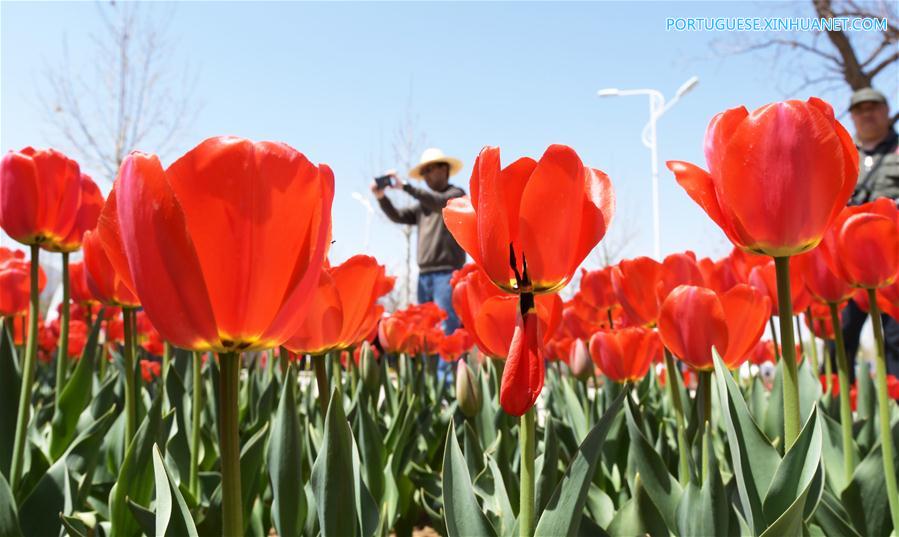 #CHINA-GANSU-TULIP FLOWER(CN)