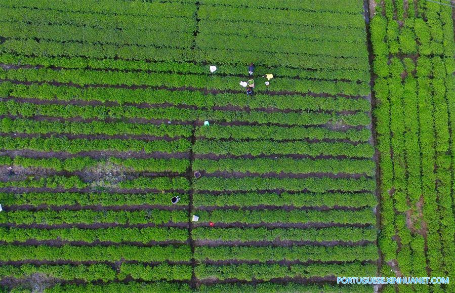 #CHINA-HUBEI-TEA GARDEN-AERIAL PHOTO(CN)