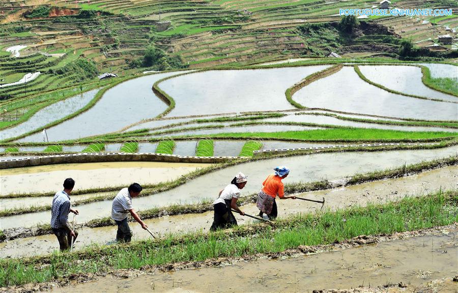 CHINA-YUNNAN-FARMING (CN)