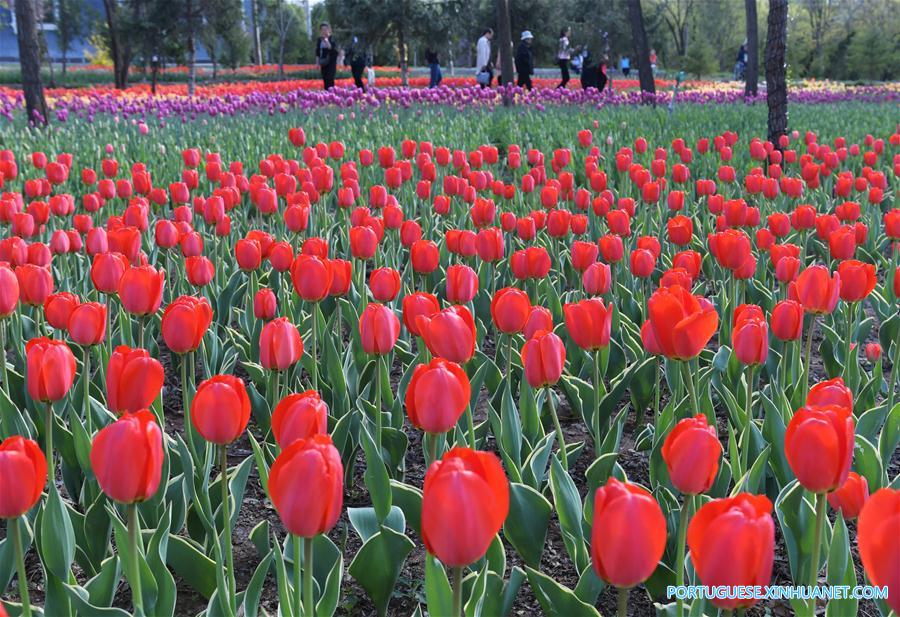 #CHINA-GANSU-TULIP FLOWERS (CN) 