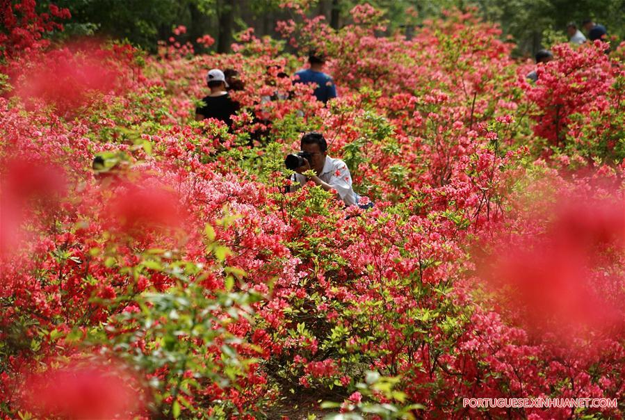 CHINA-ZHENGZHOU-AZALEA (CN)