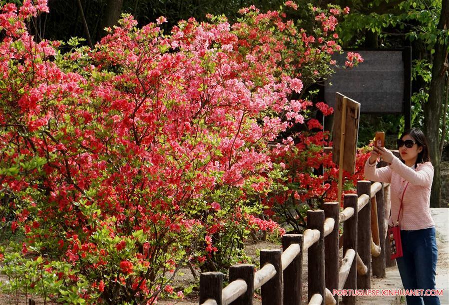 CHINA-ZHENGZHOU-AZALEA (CN)
