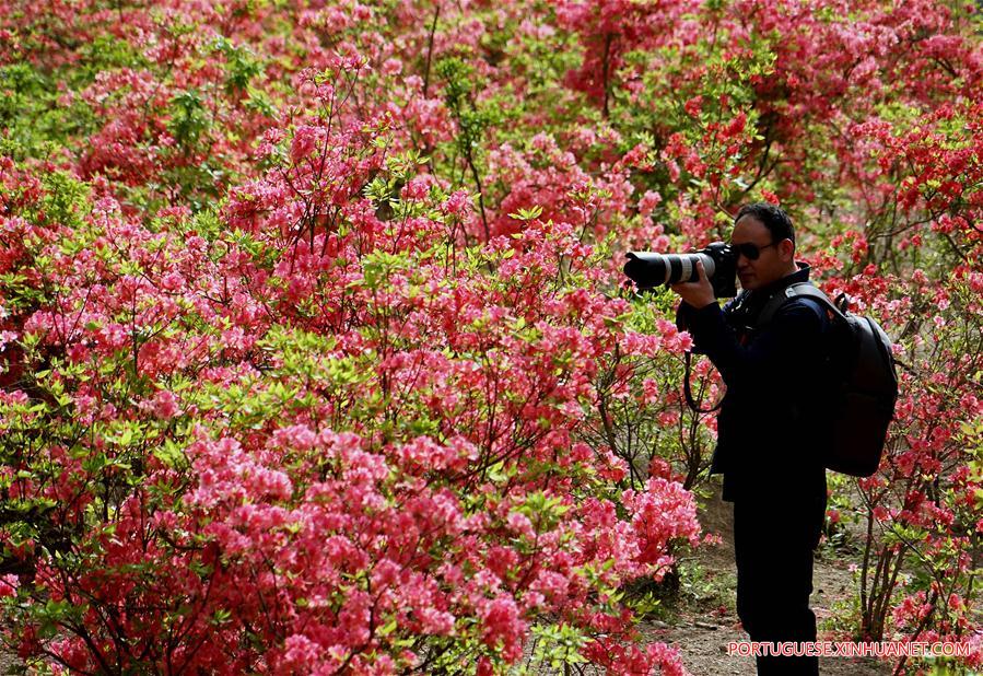 CHINA-ZHENGZHOU-AZALEA (CN)