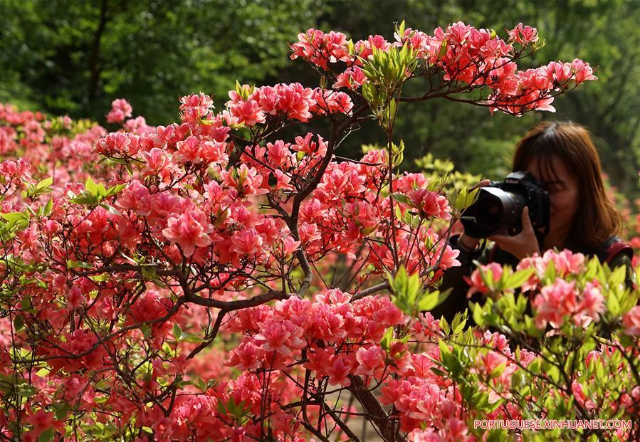 CHINA-ZHENGZHOU-AZALEA (CN)