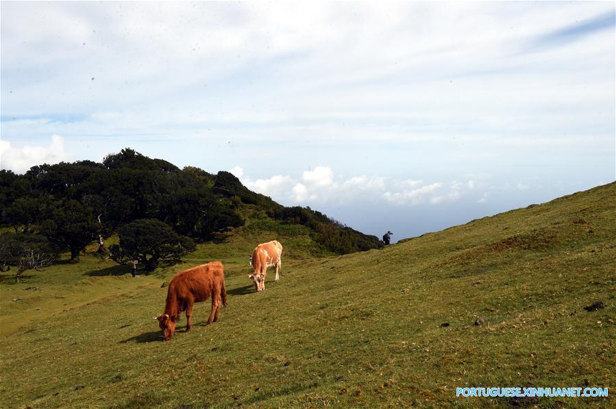 PORTUGAL-MADEIRA-LANDSCAPE 