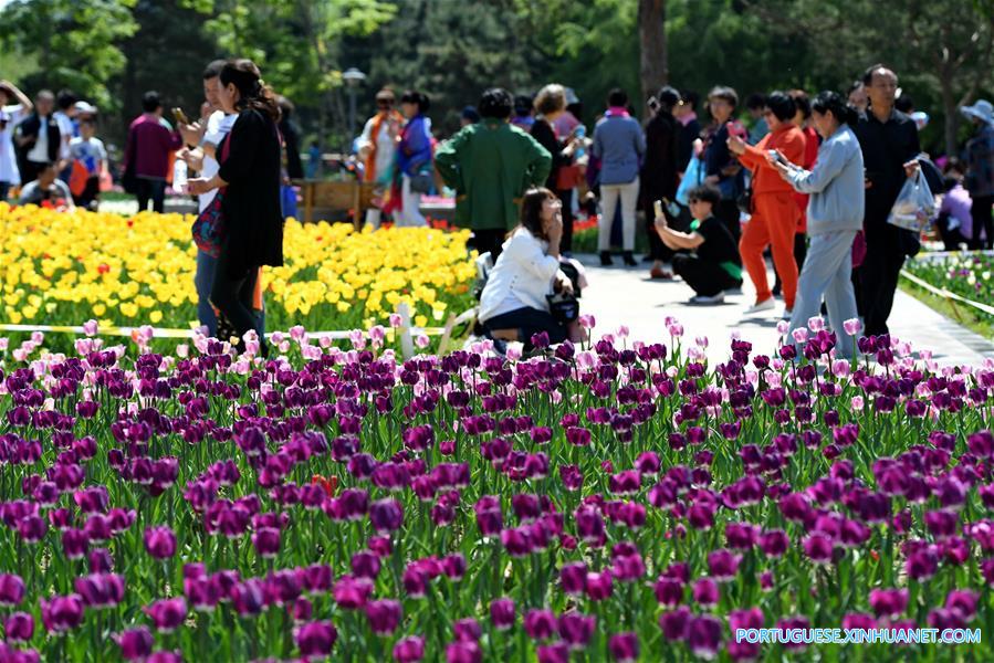 CHINA-CHANGCHUN-TULIP FLOWERS (CN)