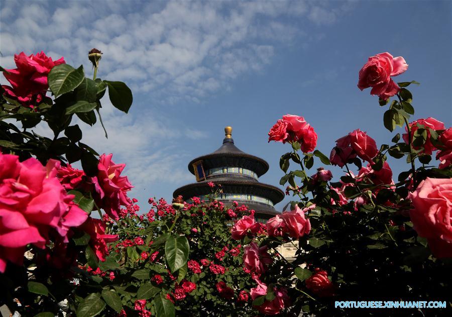 #CHINA-BEIJING-CHINESE ROSE (CN)