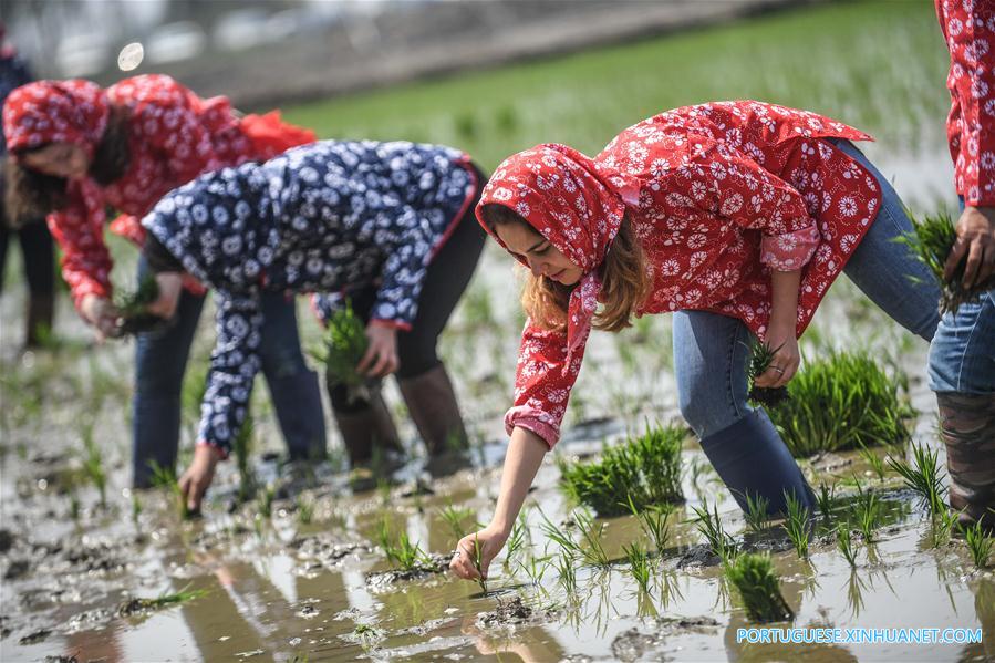 CHINA-LIAONING-PANJIN-RICE TRANSPLANTING (CN)