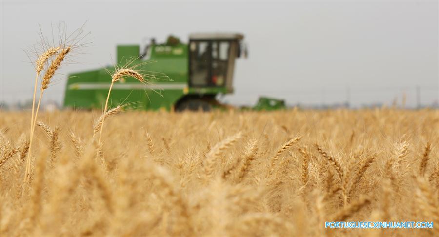 #CHINA-AGRICULTURE-WHEAT HARVEST (CN)