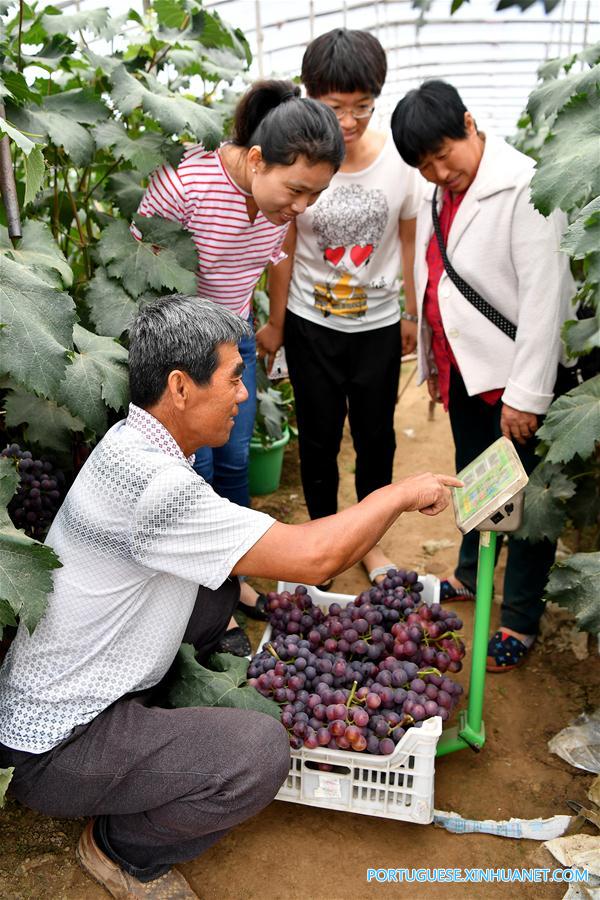 CHINA-HEBEI-GRAPE PLANTING-POVERTY ALLEVIATION (CN)
