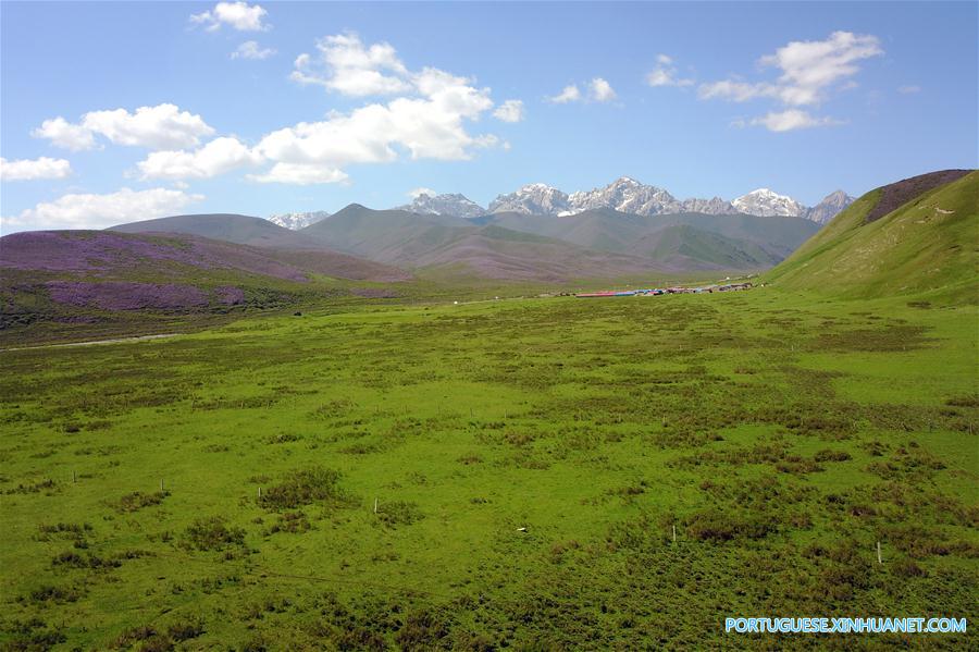 CHINA-GANSU-TIANZHU-QILIAN MOUNTAINS-SUMMER (CN)