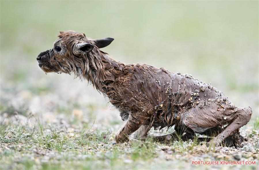 CHINA-TIBET-CHANGTANG-TIBETAN ANTELOPE (CN)