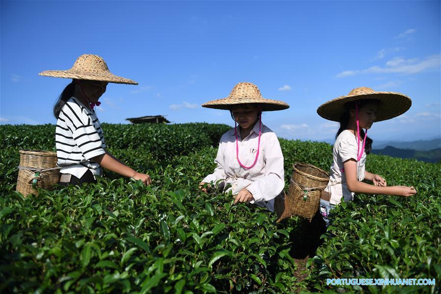 CHINA-JIANGXI-TEA PICKING(CN)