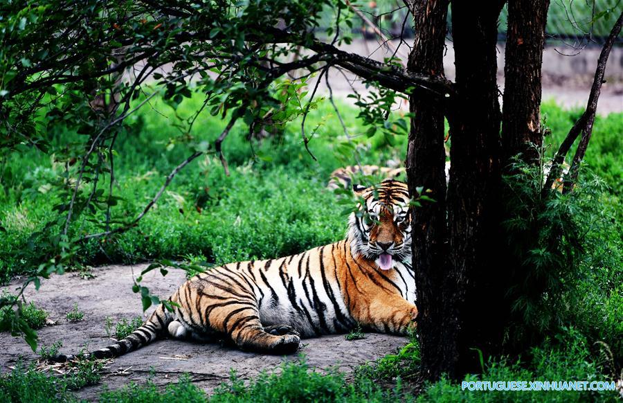 CHINA-HEILONGJIANG-SUMMER-SIBERIAN TIGER (CN)