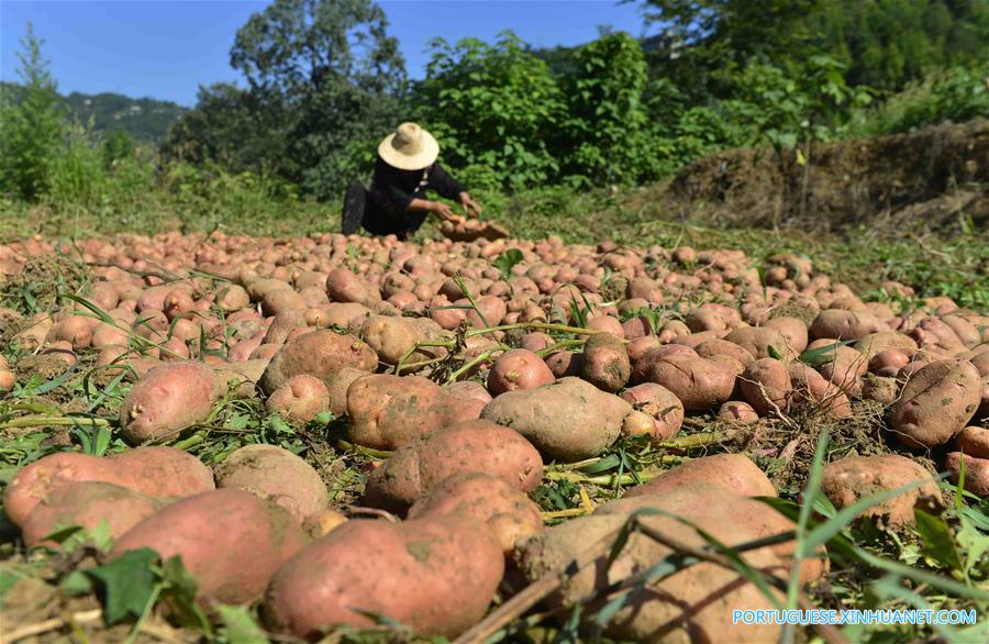 CHINA-HUBEI-ENSHI-POTATO(CN)