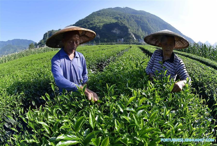 #CHINA-HUBEI-ENSHI-TEA INDUSTRY(CN)
