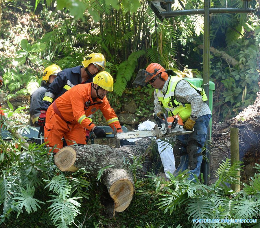 PORTUGAL-MADEIRA-TREE-COLLAPSE