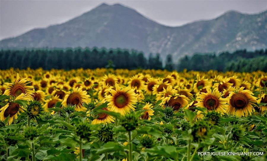 CHINA-BEIING-OIL SUNFLOWER (CN)