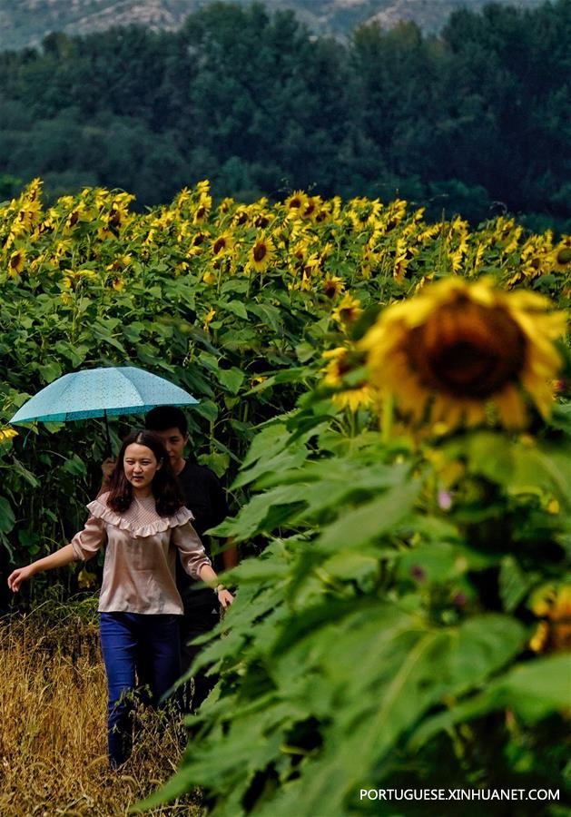 CHINA-BEIING-OIL SUNFLOWER (CN)