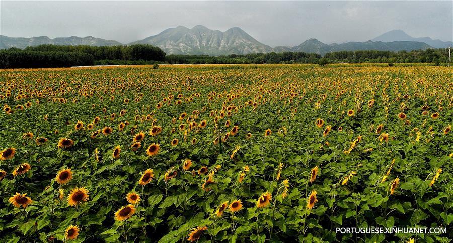 CHINA-BEIING-OIL SUNFLOWER (CN)