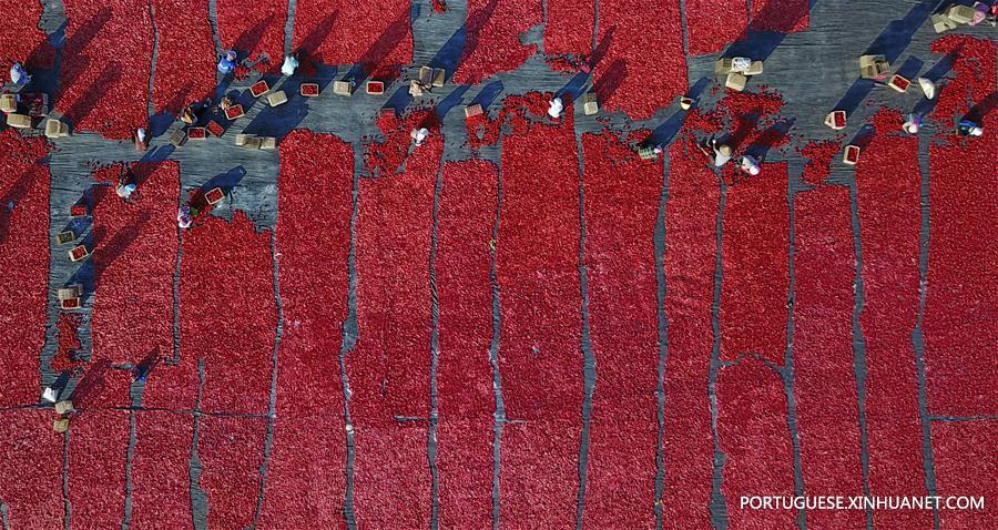 #CHINA-XINJIANG-TOMATO-HARVEST(CN)