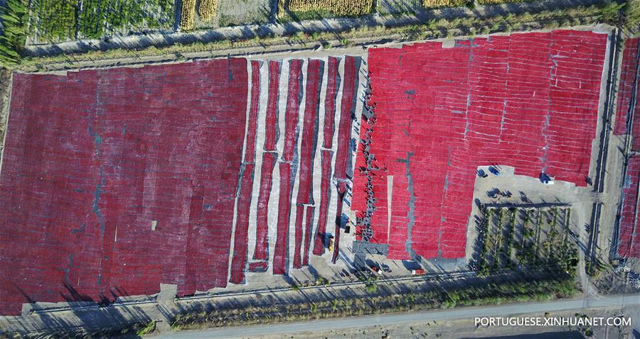 #CHINA-XINJIANG-TOMATO-HARVEST(CN)