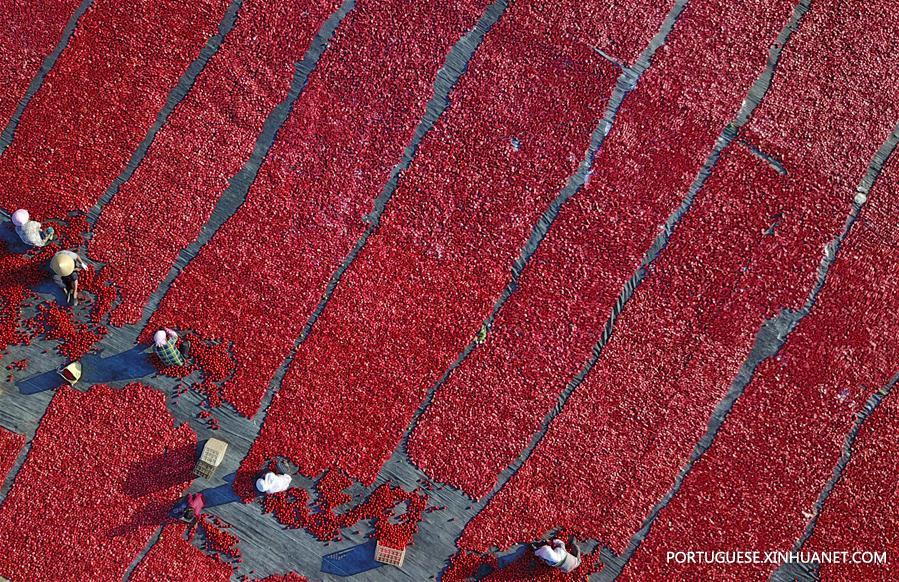 #CHINA-XINJIANG-TOMATO-HARVEST(CN)