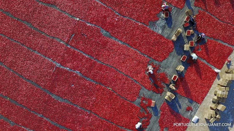 #CHINA-XINJIANG-TOMATO-HARVEST(CN)