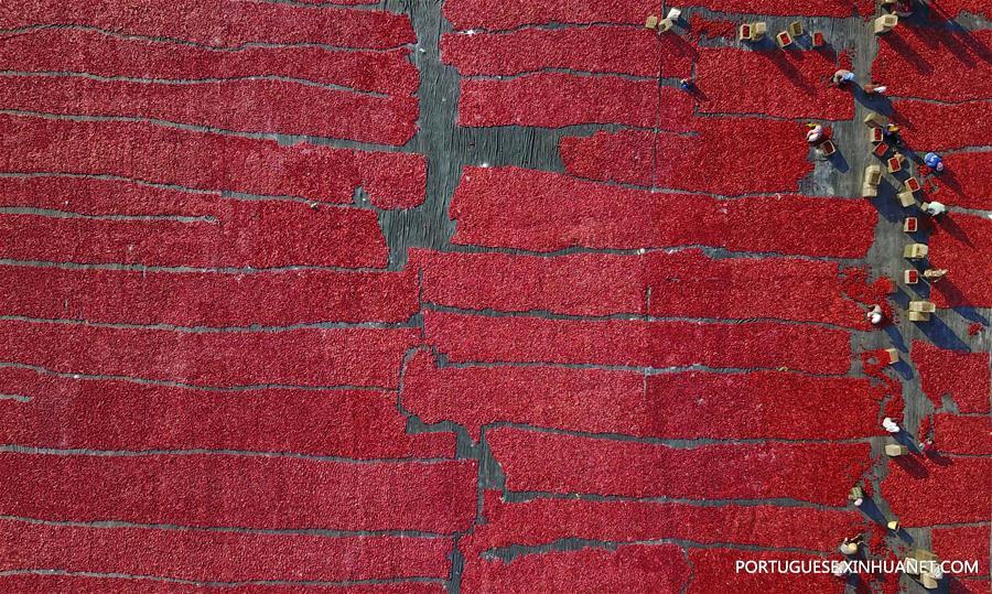 #CHINA-XINJIANG-TOMATO-HARVEST(CN)