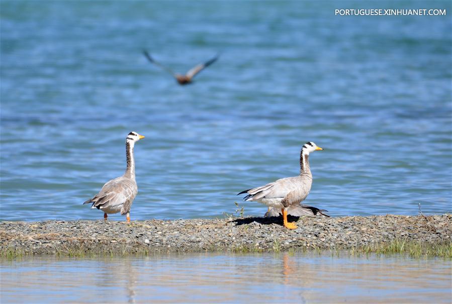 CHINA-TIBET-ENVIRONMENT-ANIMALS(CN)