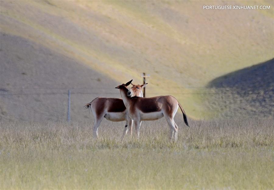 CHINA-TIBET-ENVIRONMENT-ANIMALS(CN)