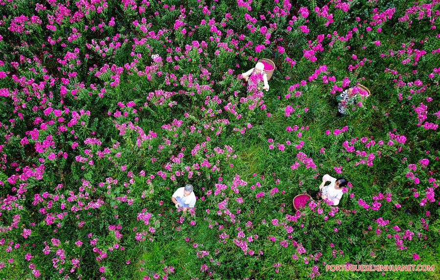 #CHINA-SICHUAN-HUAYING-FLOWER PLANTATION (CN)