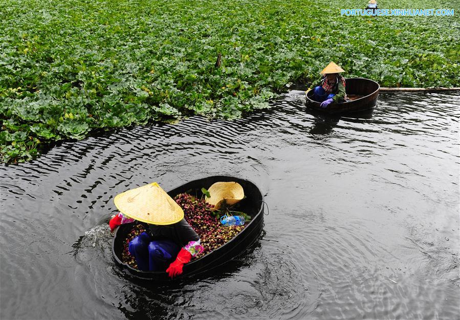 #CHINA-JIANGSU-WUXI-WATER CHESTNUTS-HARVEST(CN)