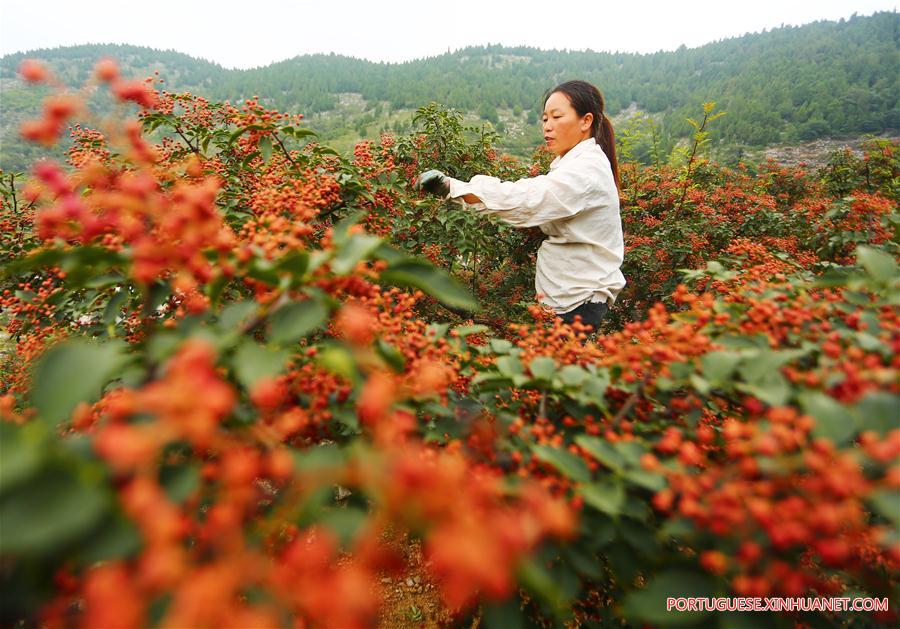 #CHINA-SHANDONG-PEPPERS-HARVEST (CN) 