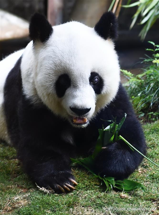 CHINA-FUZHOU-GIANT PANDA BASI-DEATH (CN) 