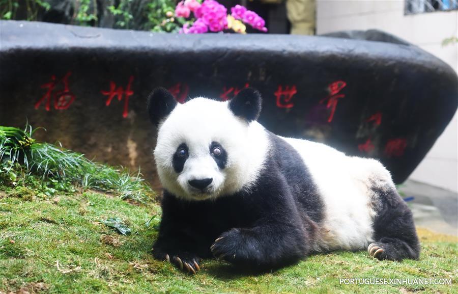 CHINA-FUZHOU-GIANT PANDA BASI-DEATH (CN)