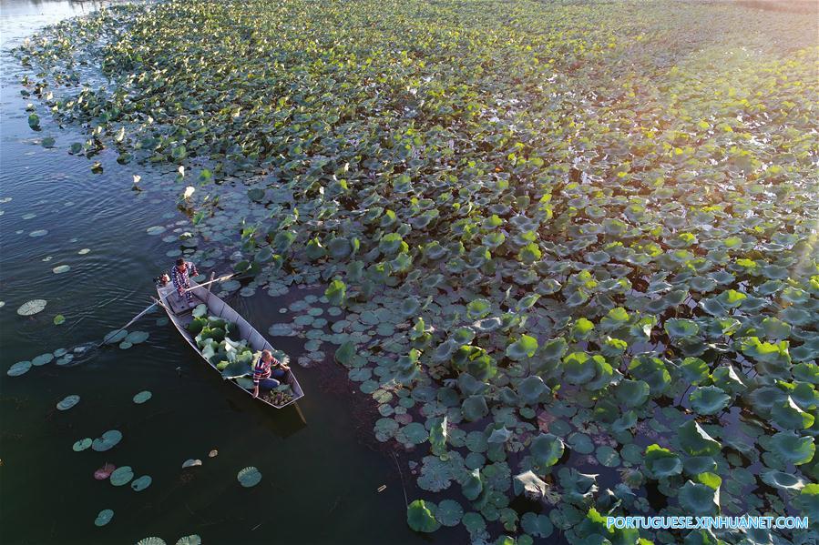 CHINA-TANGSHAN-COUNTRY-LOTUS ECONOMY(CN)