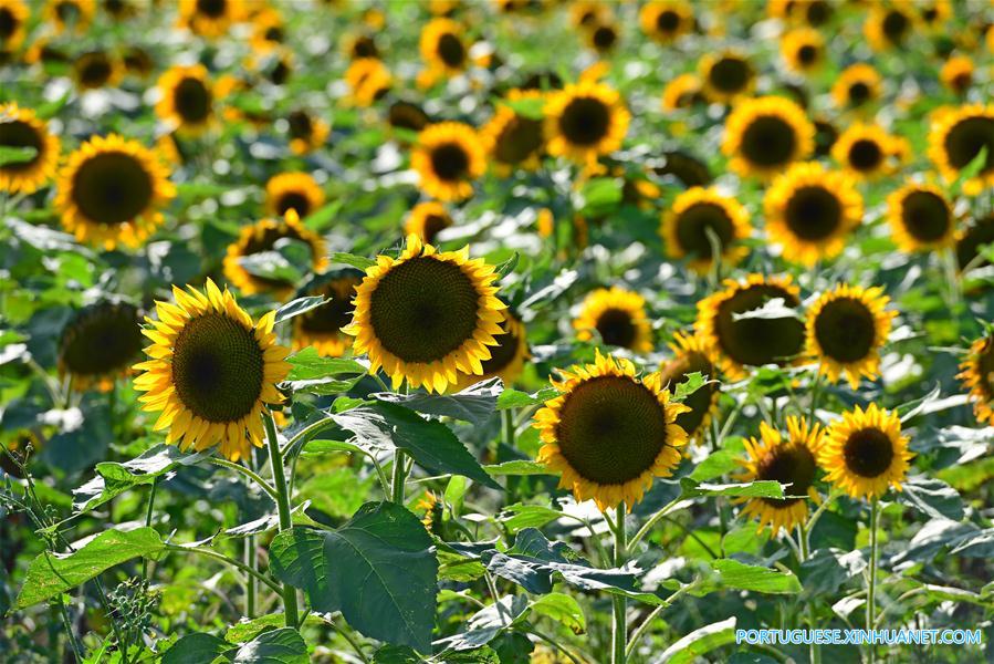 #CHINA-AUTUMN-SCENERY(CN)