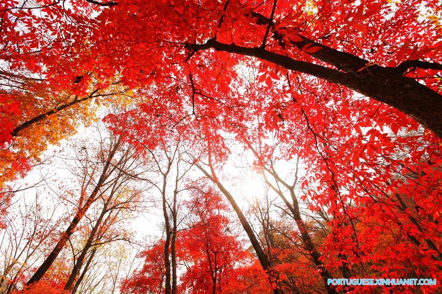 #CHINA-AUTUMN-SCENERY(CN)