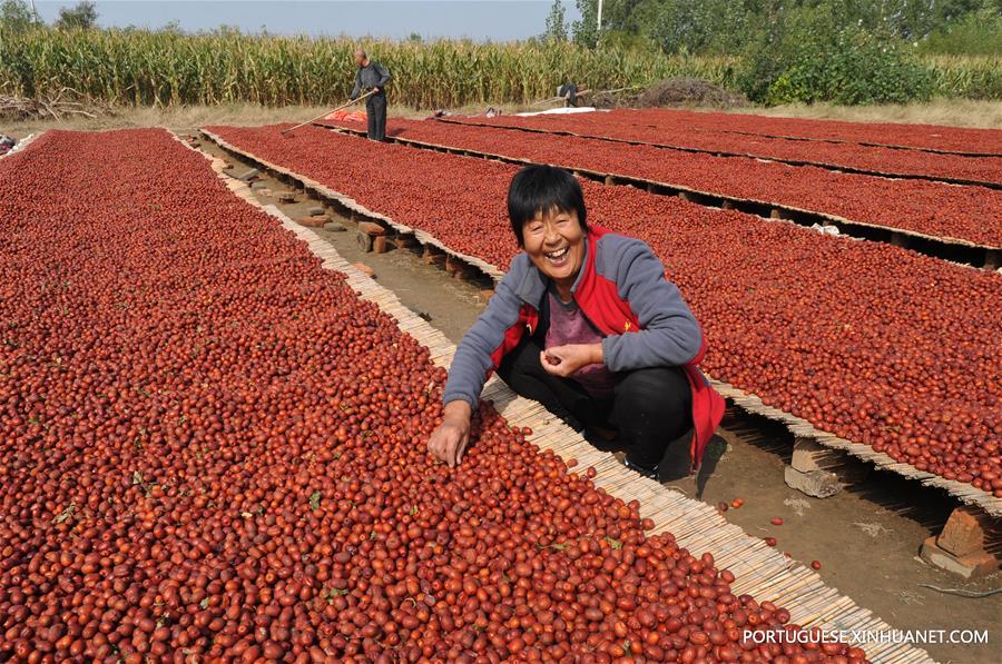 CHINA-HEBEI-RED DATE-HARVEST(CN)