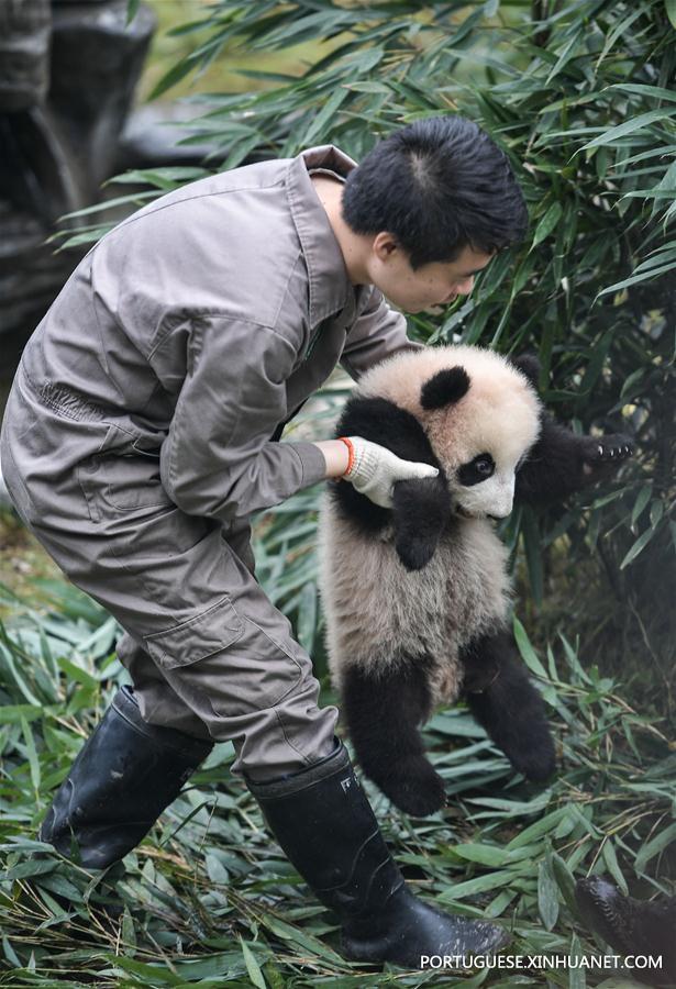 CHINA-GIANT PANDA-PRESERVATION AND BREEDING-RECORD (CN)