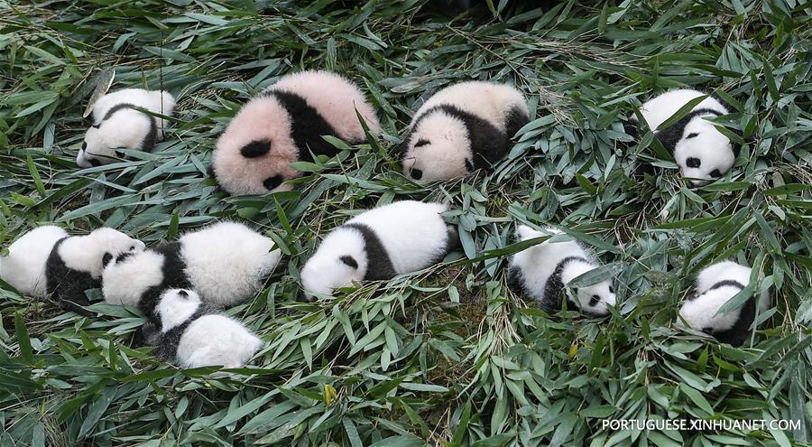 CHINA-GIANT PANDA-PRESERVATION AND BREEDING-RECORD (CN)